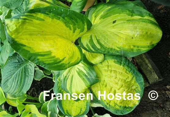 Hosta Galaxy Light