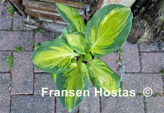 Hosta Galaxy Light