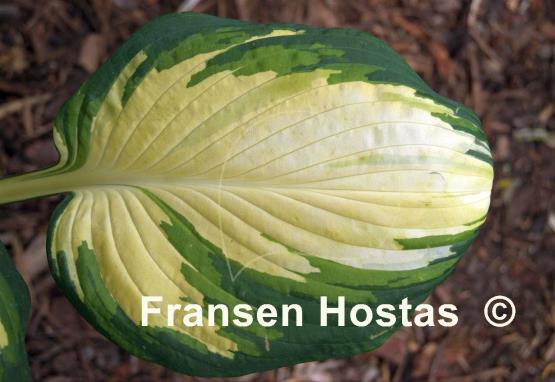 Hosta Galaxy Light