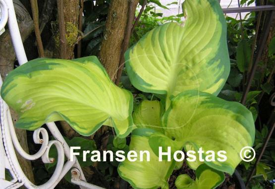 Hosta Galaxy Light