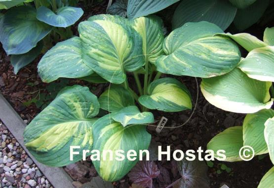 Hosta Galaxy