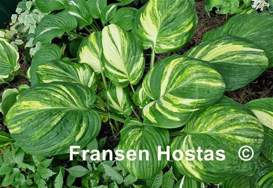 Hosta Galaxy