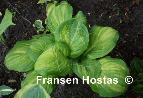Hosta Galaxy