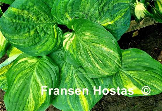 Hosta Galaxy