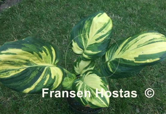 Hosta Galaxy