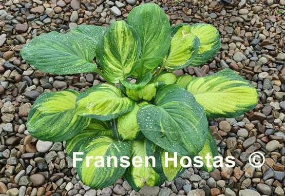 Hosta Galaxy