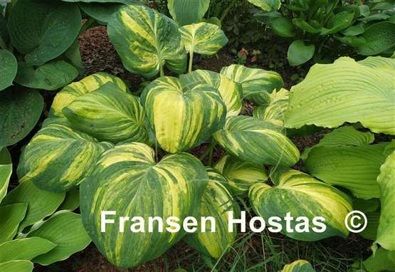 Hosta Galaxy