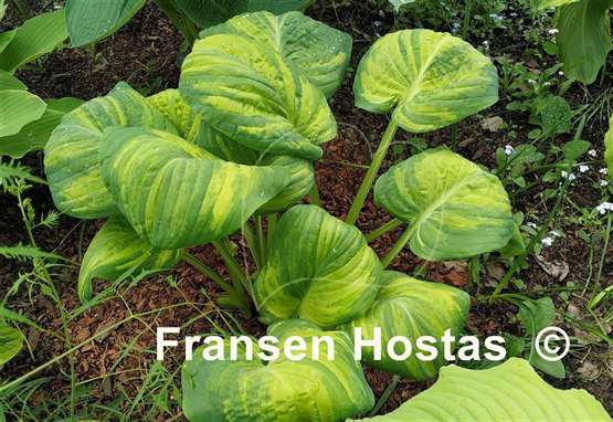 Hosta Galaxy