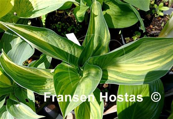 Hosta Galetta
