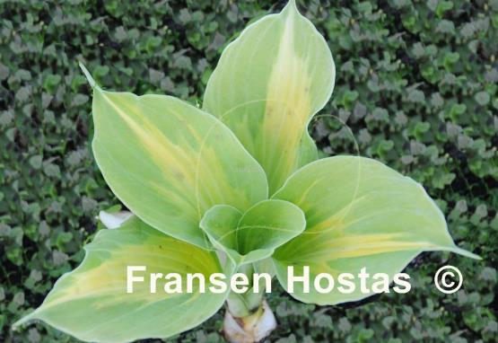 Hosta Game Boy