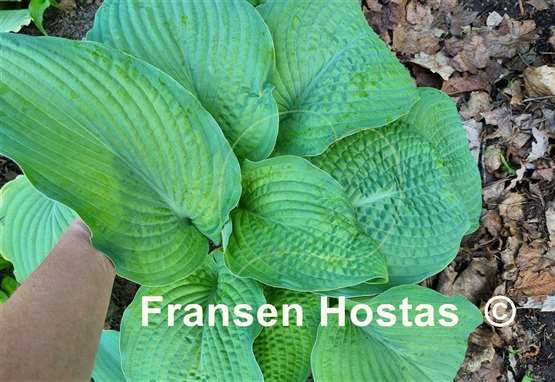 Hosta Garden Party