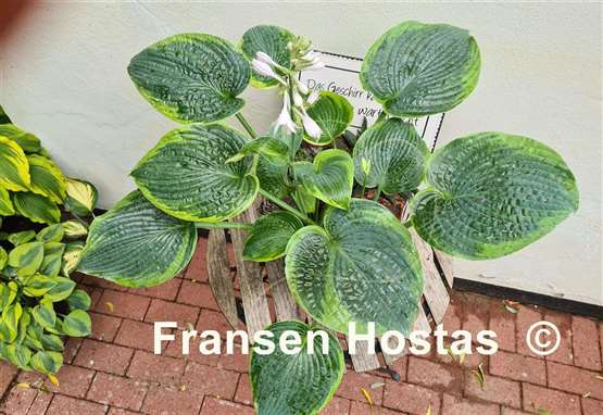 Hosta Garden Treasure 