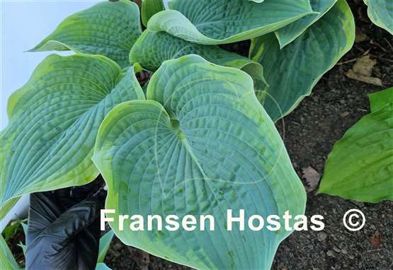 Hosta Garden Treasure