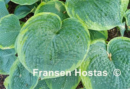 Hosta Garden Treasure
