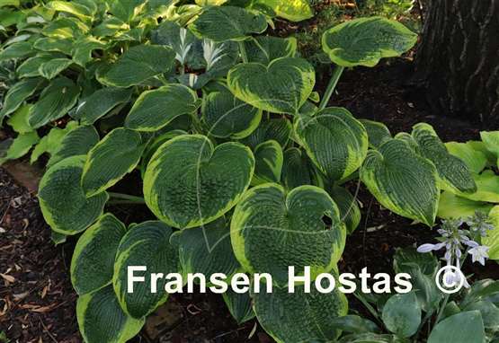 Hosta Garden Treasure