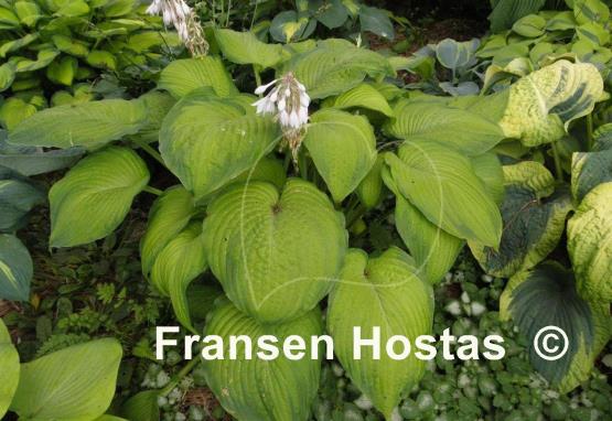 Hosta Garden Party
