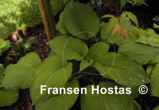 Hosta Garden Party
