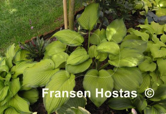 Hosta Garden Party