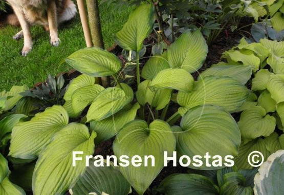 Hosta Garden Party