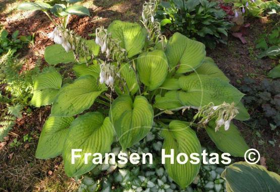 Hosta Garden Party