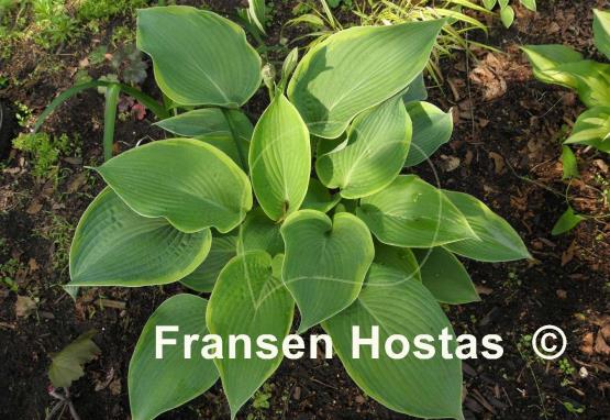 Hosta Garden Treasure