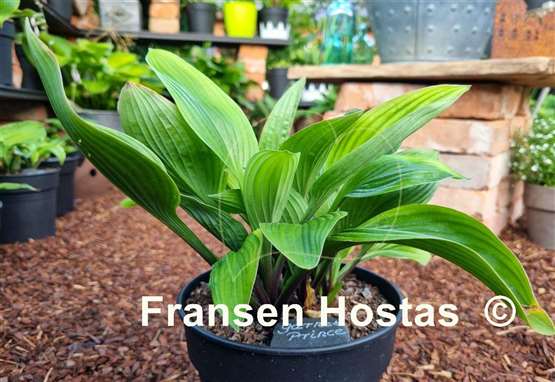 Hosta Garnet Prince