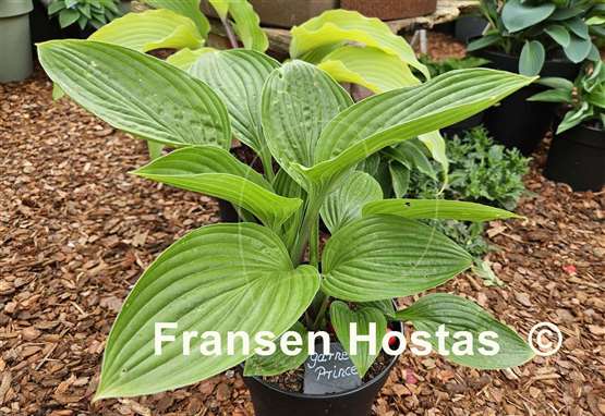 Hosta Garnet Prince