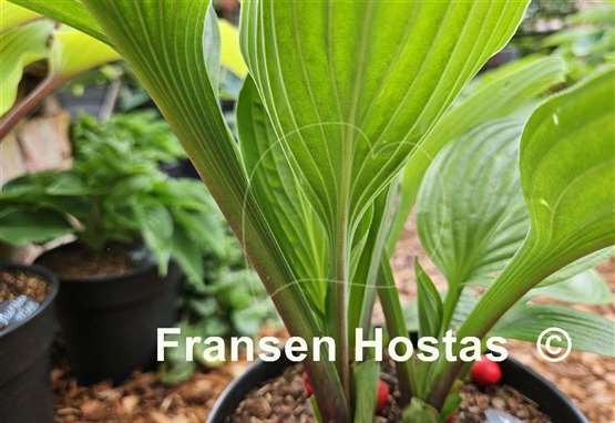 Hosta Garnet Prince