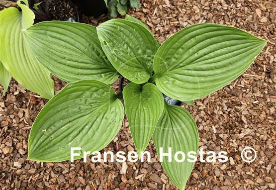Hosta Garnet Prince