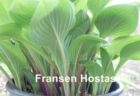 Hosta Garnet Prince