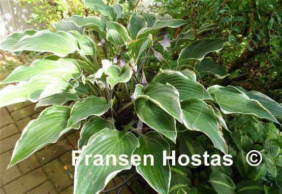 Hosta Gay Blade