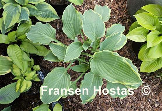 Hosta Gay Blade