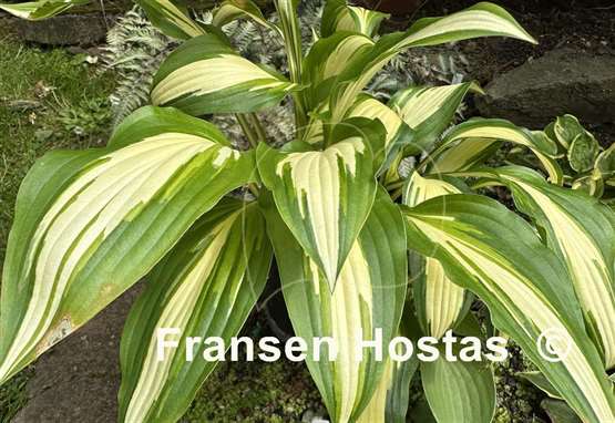 Hosta Gay Feather