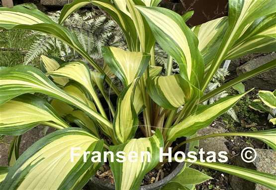Hosta Gay Feather