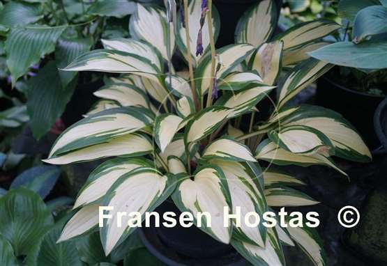 Hosta Gay Feather