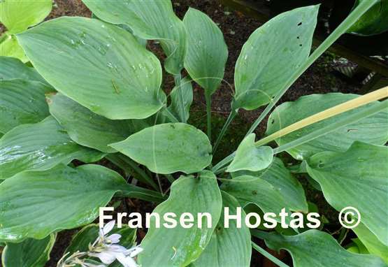 Hosta Gay Search