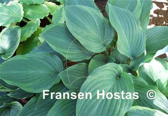 Hosta Gay Search