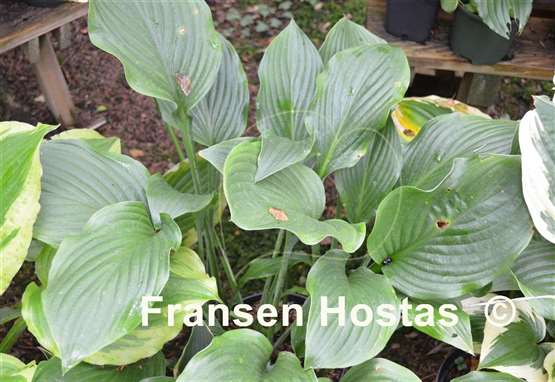 Hosta Gay Search