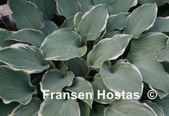Hosta Gay Blade