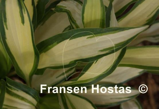 Hosta Gay Feather