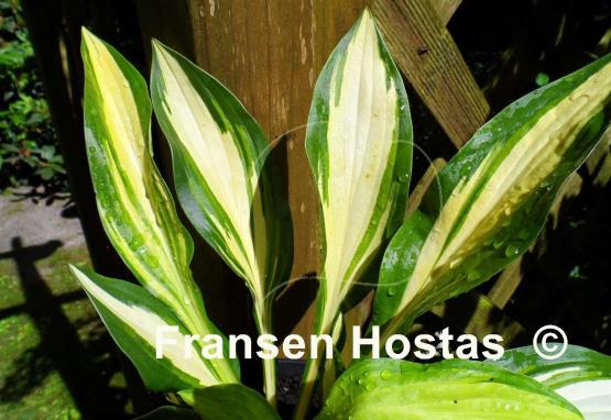Hosta Gay Feather