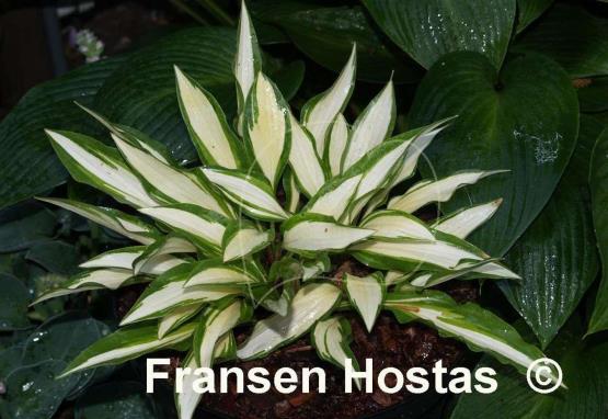 Hosta Gay Feather