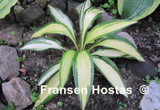 Hosta Gay Feather
