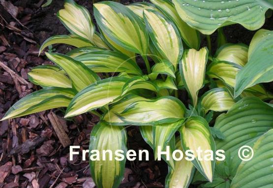 Hosta Gay Feather