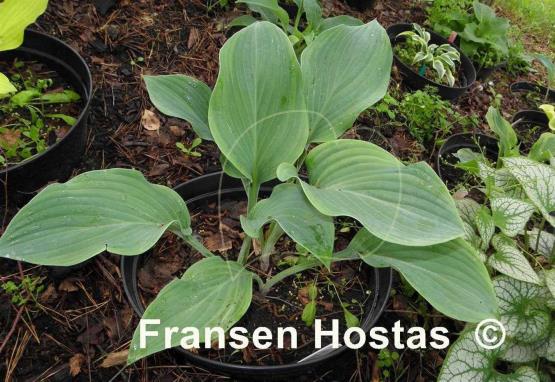 Hosta Gay Search