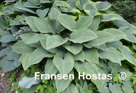 Hosta Gay Search