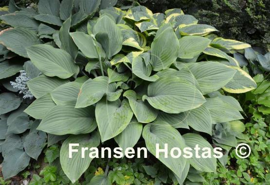 Hosta Gay Search