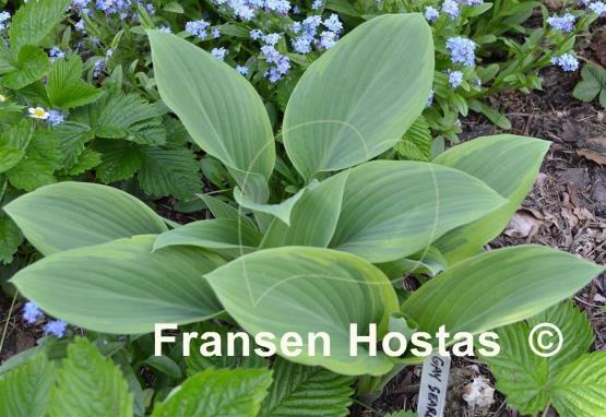 Hosta Gay Search