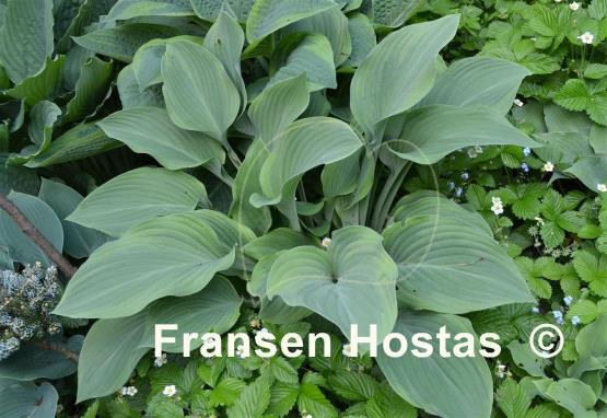 Hosta Gay Search