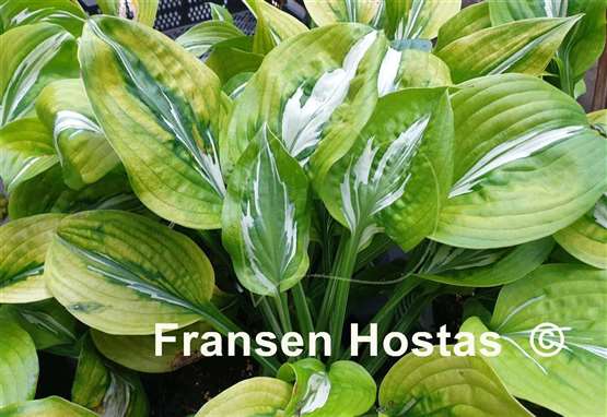 Hosta Gecko's Glance